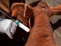 SENASA confirmó el calend