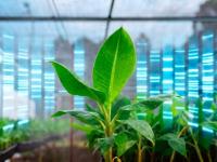 ¿Cómo utiliza Biofábrica 