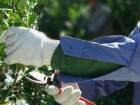 Yerba mate: Productores d