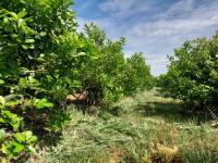 Con el respaldo del Servi