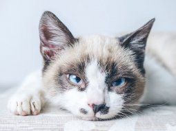 Gato.