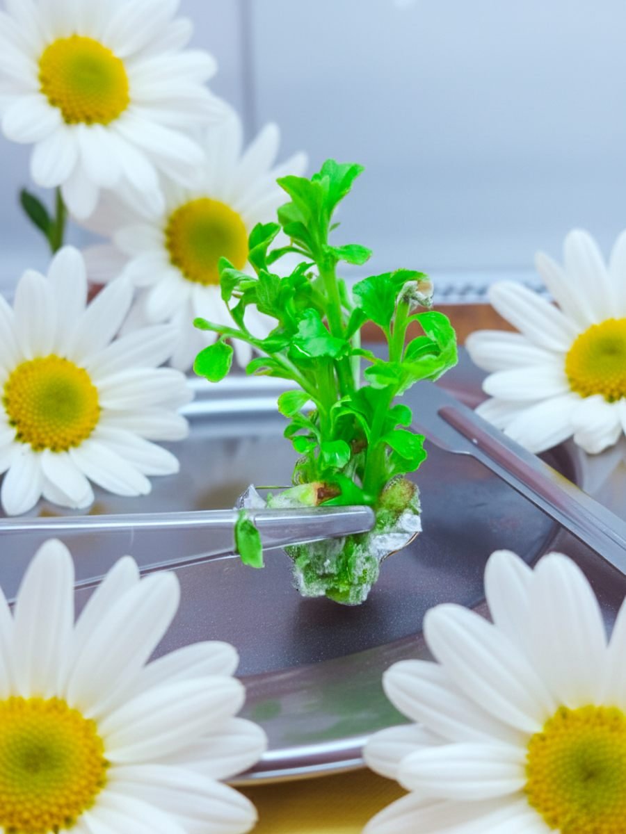 Biofábrica Misiones provee plantas madres de crisantemos para potenciar competitividad de la floricultura