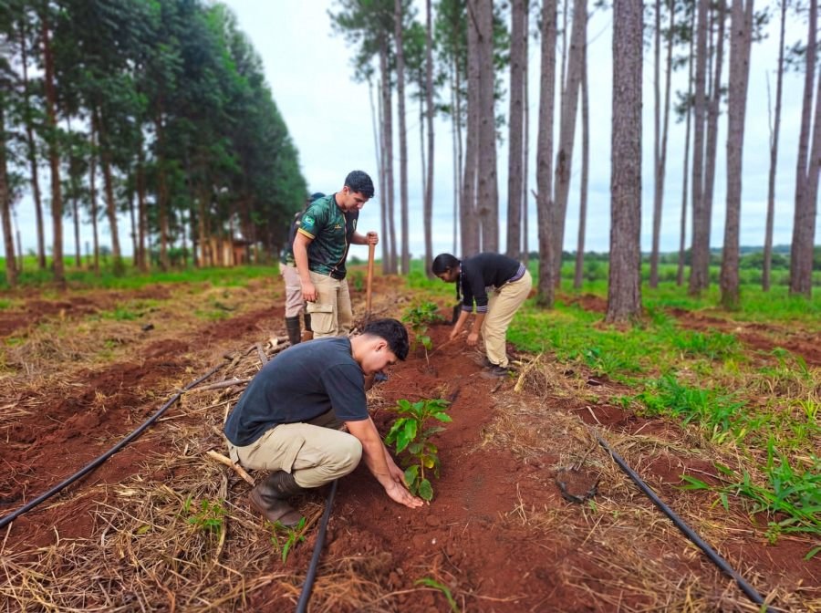 La provincia de Misiones abre camino al café: Ensayos agroforestales exploran una nueva alternativa productiva