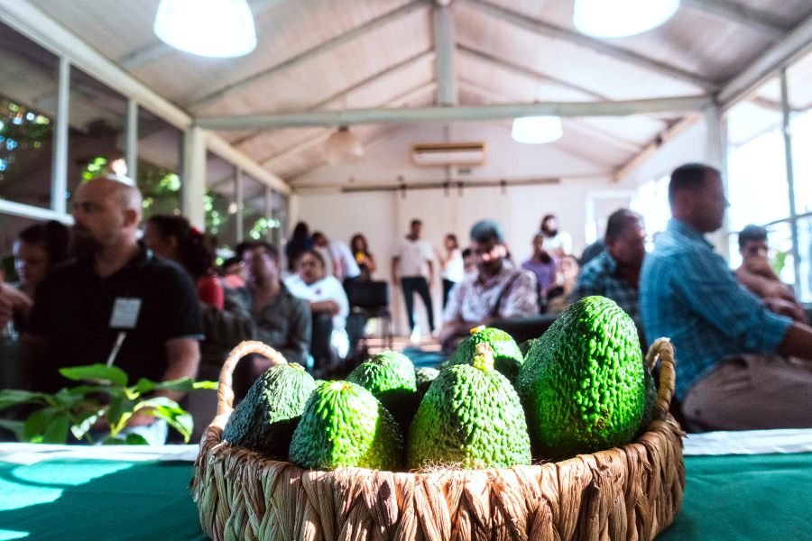 Palta: Más de cuarenta productores misioneros se capacitaron en producción de plantines injertados