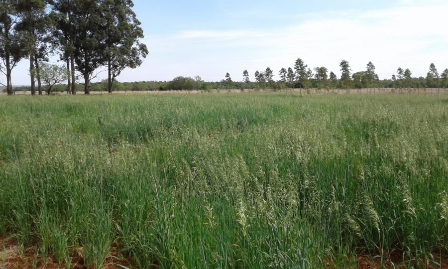 Avena Strigosa: Pautas de implantación y manejo en la zona sur de la provincia de Misiones