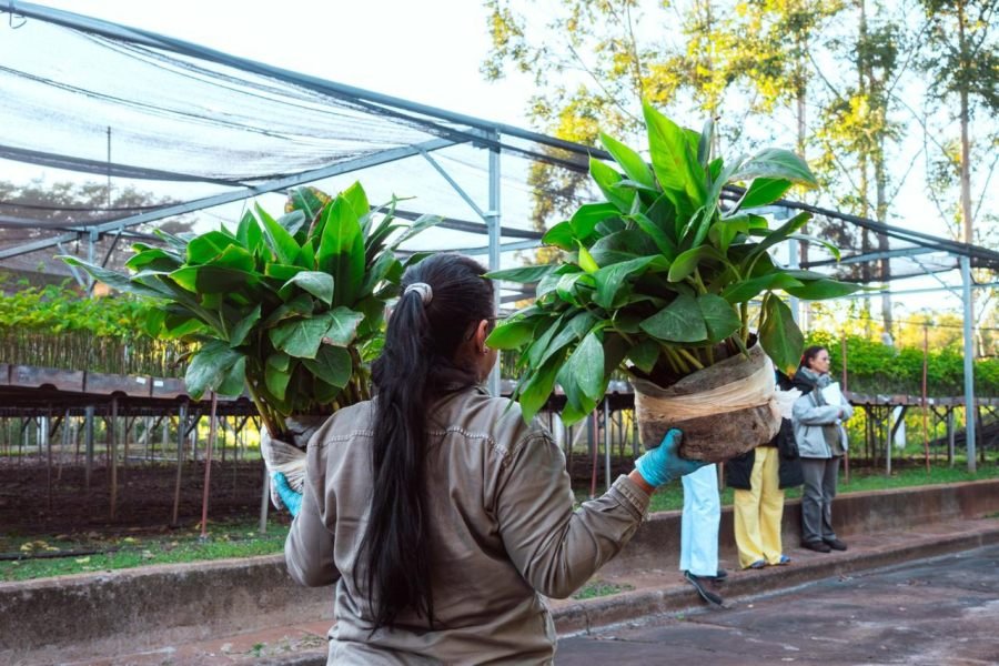 La Biofábrica Misiones concretó el primer despacho de más de dos mil de plantines de banano con destino a la provincia de Salta