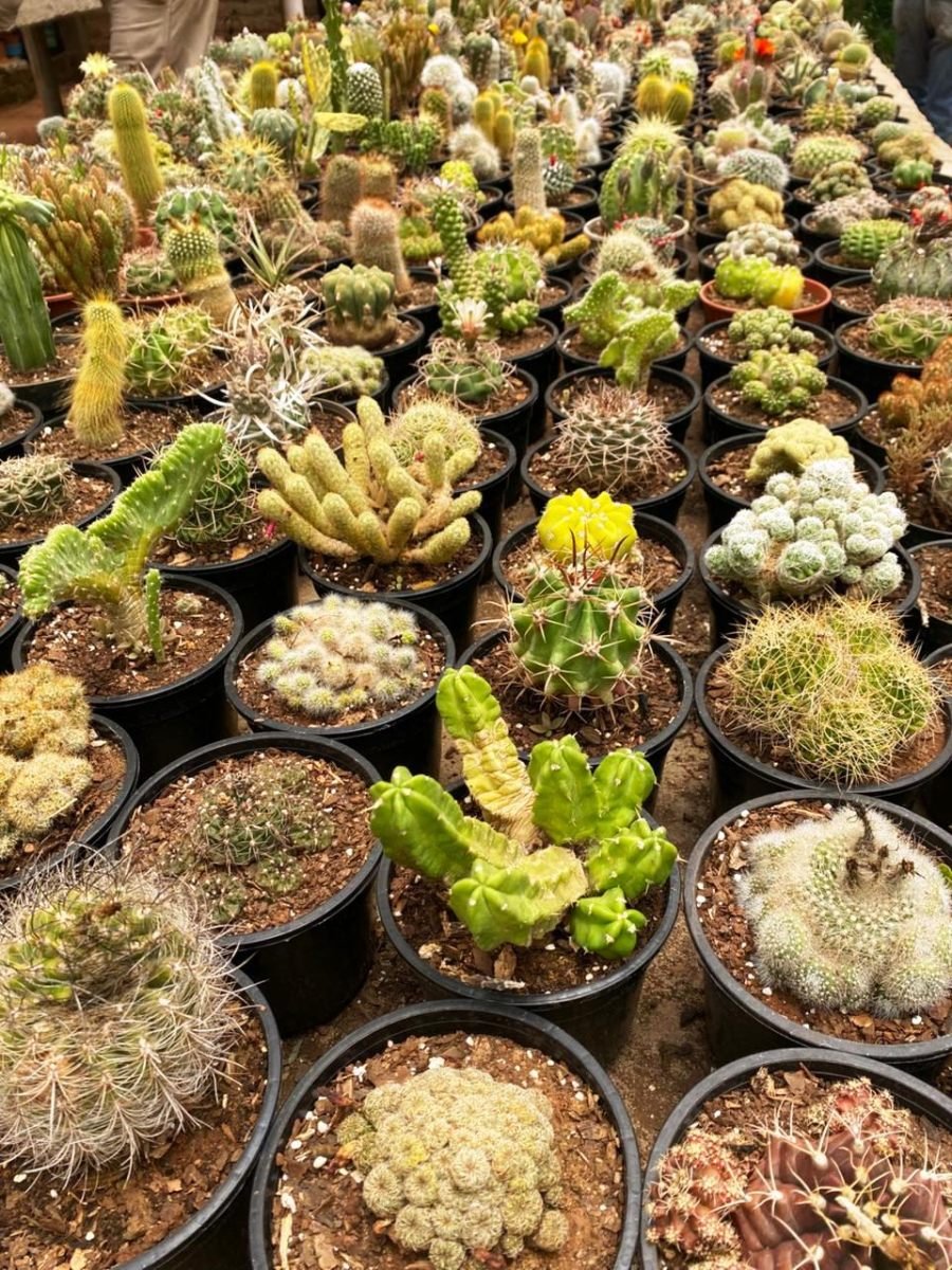 Floricultura: Una actividad que en 2025 mostró todo su potencial en Municipios misioneros