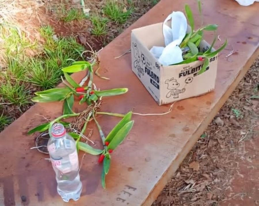 Policía de Misiones y coleccionista de orquídeas desbarata una estafa millonaria con flores falsas en la ciudad de Apóstoles
