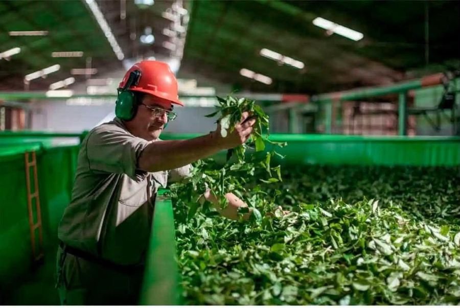 Misiones: Desde Mayo las medidas de apoyo al sector yerbatero inyectaron más de 5 mil millones de pesos en créditos a tasa cero y a tasa bonificada