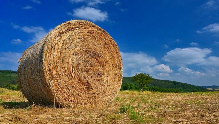 Nace la Mesa Nacional de Alfalfa, para “transformar su potencial en crecimiento y oportunidades”