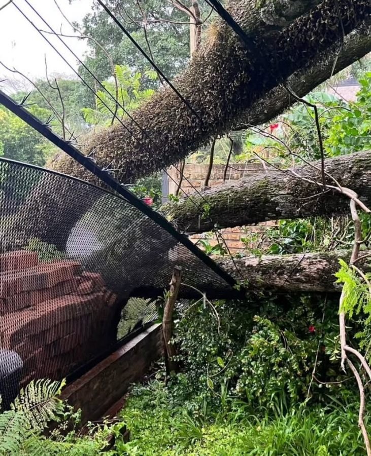 Tormenta en Misiones: Caída de árboles, cables sueltos y daños estructurales movilizaron a la Policía Provincial