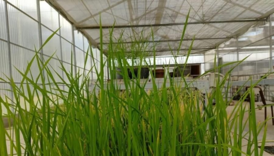 El arroz argentino entró en la era de la edición génica: Un hito para el crecimiento del cultivo