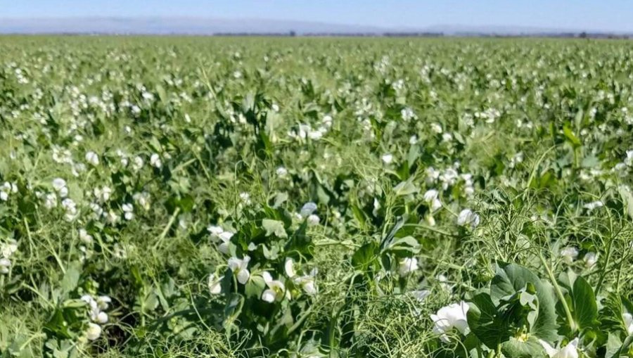 La arveja se afirma en la rotación y apunta a un récord productivo en la zona núcleo, “pisa cada vez más fuerte en el corazón agrícola” del país