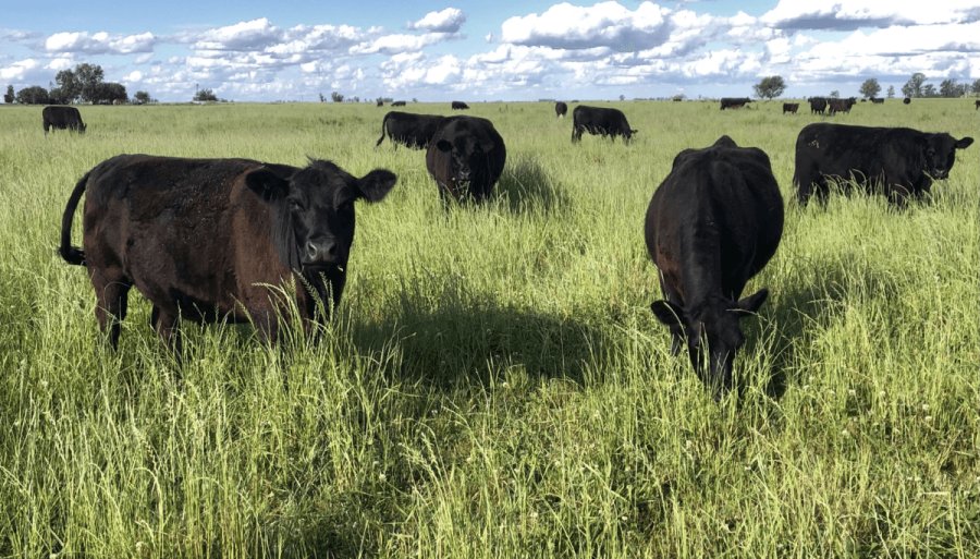 La ganadería, ante un momento soñado: Con mayor apertura comercial, vuelve a atraer capital productivo