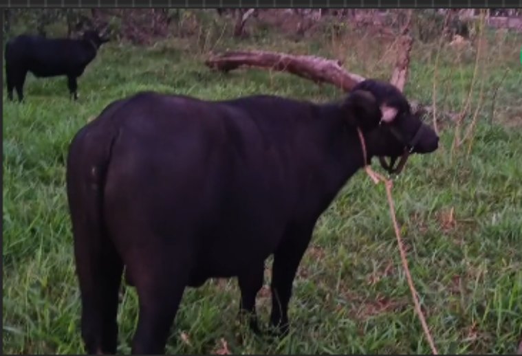 Búfalos, una atractiva presencia: La Exposición Agroindustrial Oberá tendrá un sector de granja con muchas opciones para recorrer y conocer