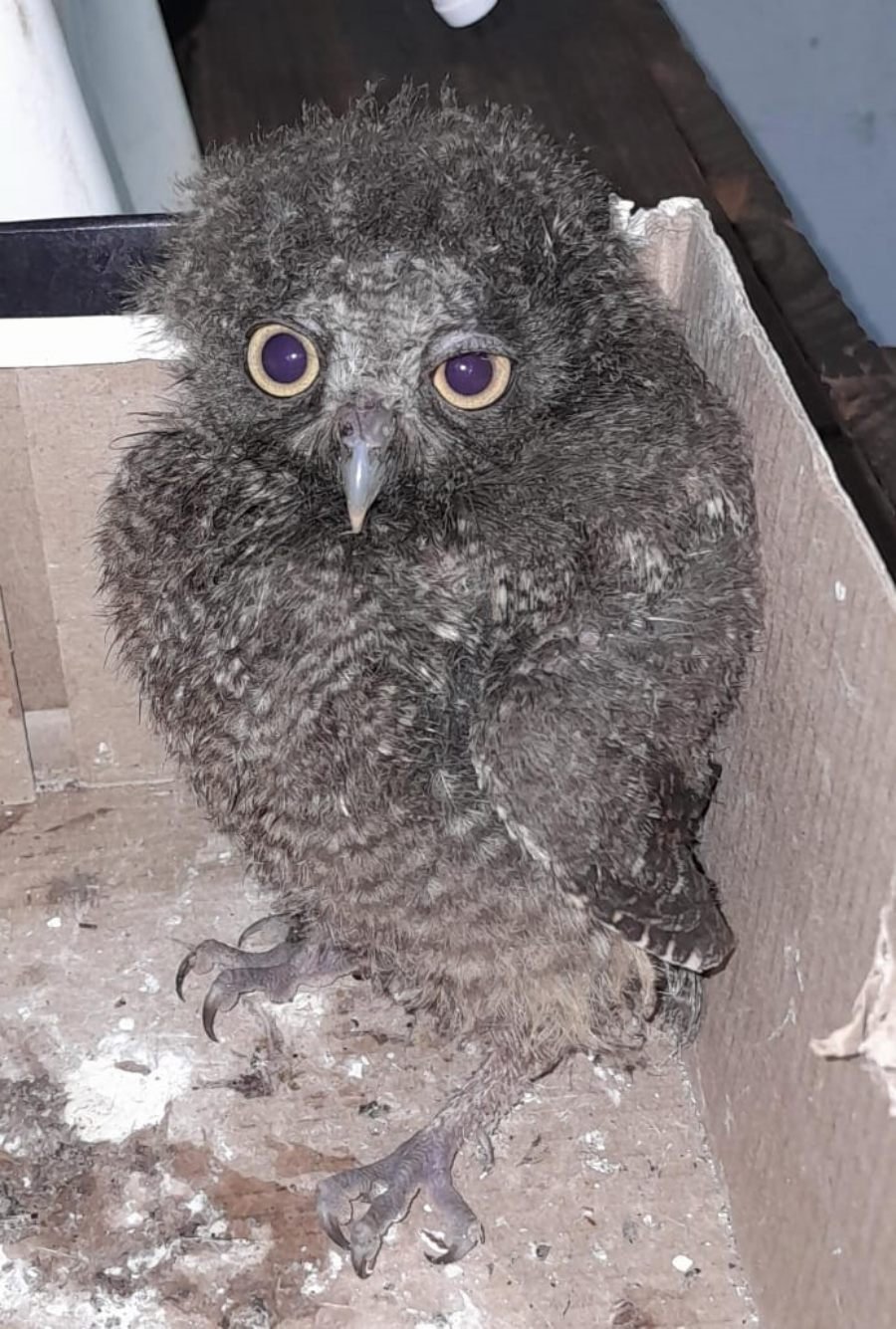 Asistencias y rescates de fauna: Resguardaron un búho silvestre en el Municipio de Montecarlo y auxiliaron a un perro herido en la ciudad de Oberá