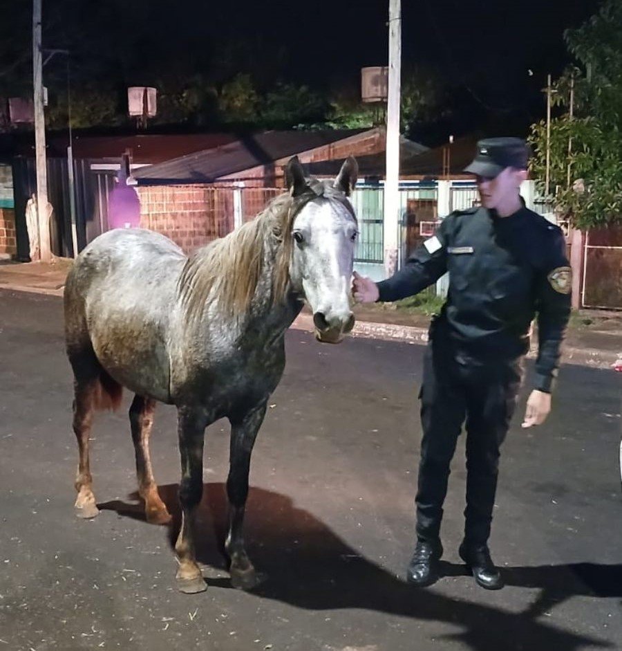Hurtó una yegua a un adolescente de 16 años e intentó escapar en pelo, terminó cayendo en plena fuga y la Policía de Misiones recuperó el animal