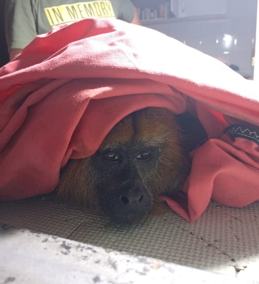 Rescataron a un mono carayá que fue perseguido y herido por perros en el Municipio misionero de Garupá