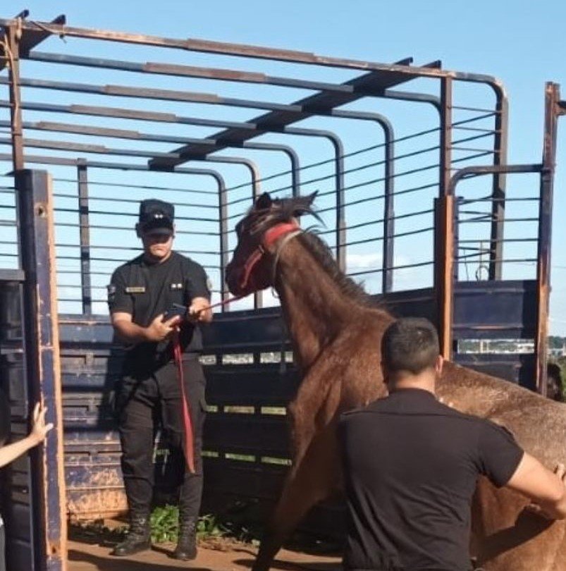 La Policía de Misiones rescató otro equino maltratado y abandonado, nadie se hizo cargo y fue puesto a resguardo
