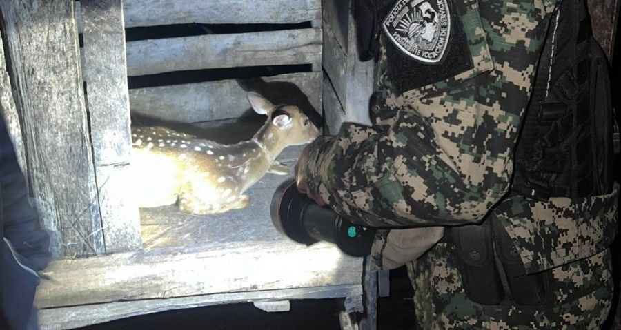 Policías Ambientales de Misiones rescataron a una cierva herida y preñada que estaba en manos de un vecino en la localidad de Arroyo del Medio