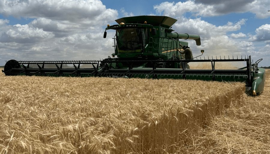 La cosecha de trigo avanza y se consolida una campaña histórica: Un récord de 24,5 millones de toneladas