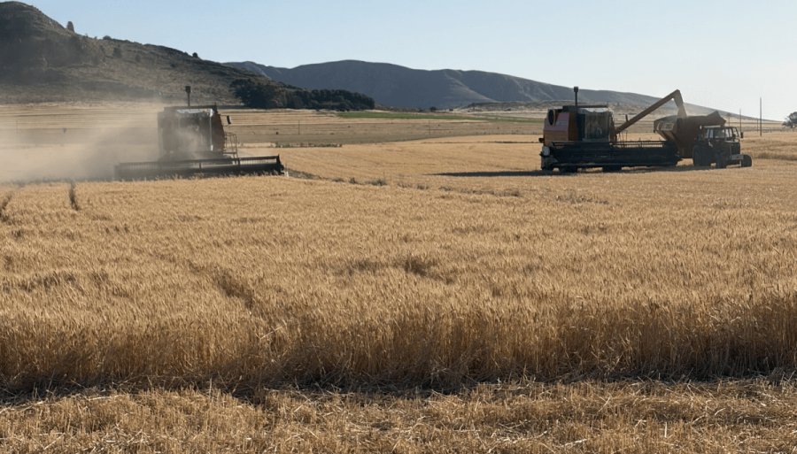 Terminó la cosecha récord de trigo: Los rindes superaron los valores históricos en todas las regiones
