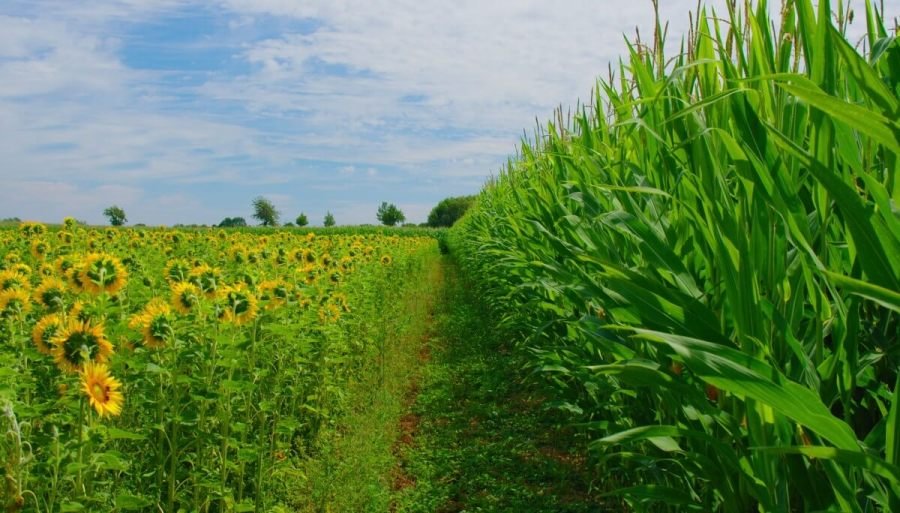 Exportaciones récord: El girasol no para de sorprender y el maíz abre su campaña comercial a todo vapor