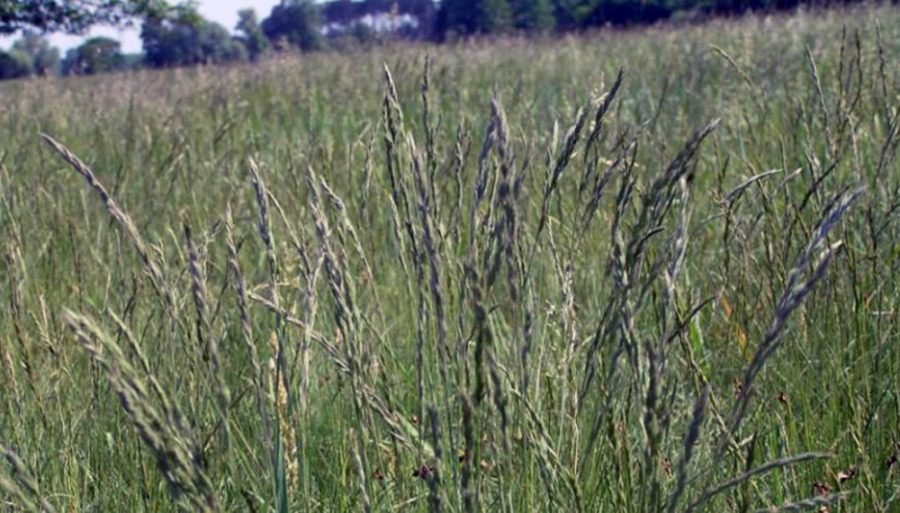 La festuca, bajo la lupa: Investigadores detectaron un hongo que preocupa a la ganadería