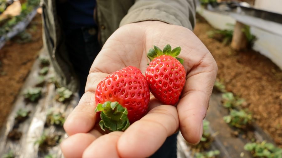 Misiones: Realizarán capacitación teórico-práctica sobre cultivo de frutilla en el Municipio de San Vicente