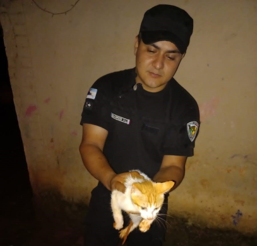 San José: Rescataron a un gato que cayó a un pozo de de gran profundidad en un barrio de esta localidad misionera