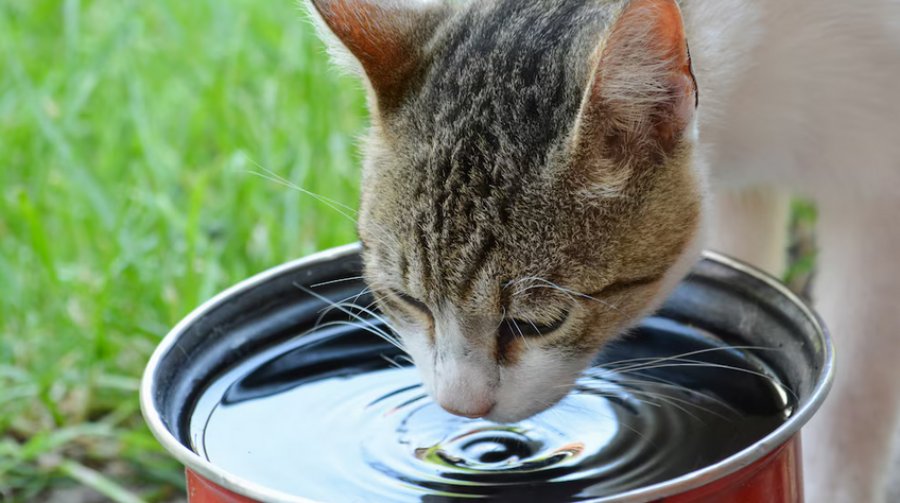 Cómo refrescar a un gato: Consejos para protegerlos del calor