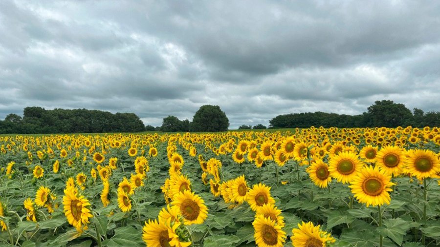 Girasol en alza: Buenas perspectivas para la nueva campaña