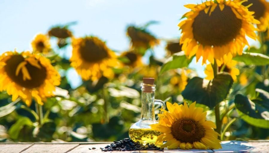 Otro éxito del girasol: Fue la cadena agroindustrial de mayor crecimiento exportador en 2025