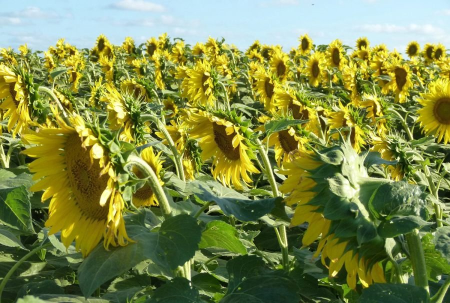 Girasol: Desde los resultados a campo al Congreso de ASAGIR en Mar del Plata