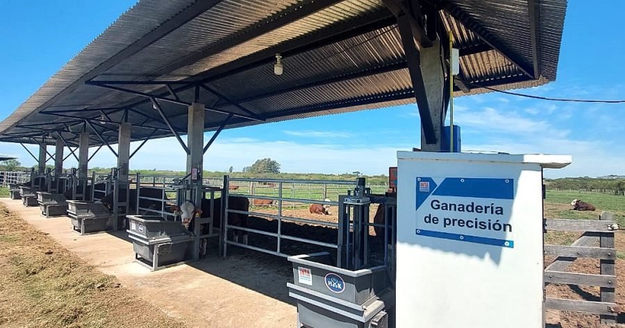 Más carne, menos pasto: INTA Mercedes y un aporte clave a la eficiencia ganadera del NEA