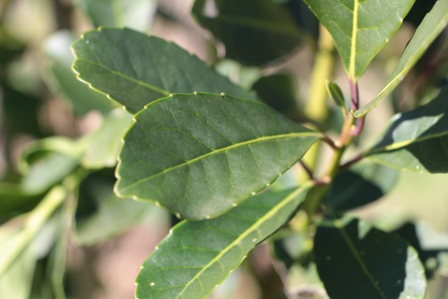 Entre mercado interno y exportaciones, las salidas de yerba mate superaron los 131 millones de kilos durante el periodo Enero - Mayo