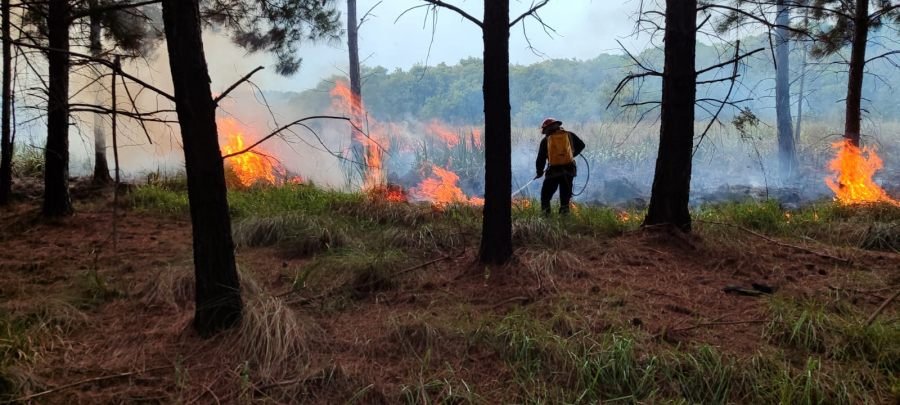 Controlaron el incendio de un pinar en el Municipio de Santa Ana y evitaron su propagación al monte