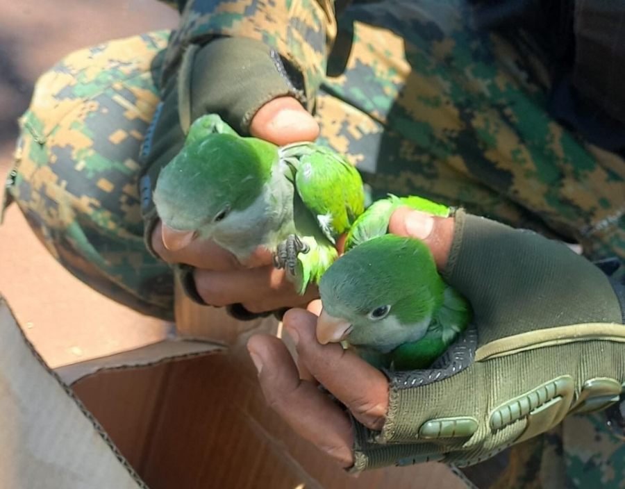 Rescataron loros, que eran ofrecidos por las redes en Apóstoles y en Tres Capones a tres equinos que eran mantenidos sin agua, sombra ni alimento
