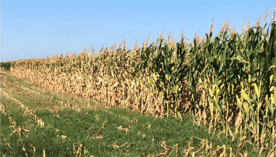 Casi 3.500 millones de dólares: Una primera estimación de las pérdidas que ya está generando la sequía