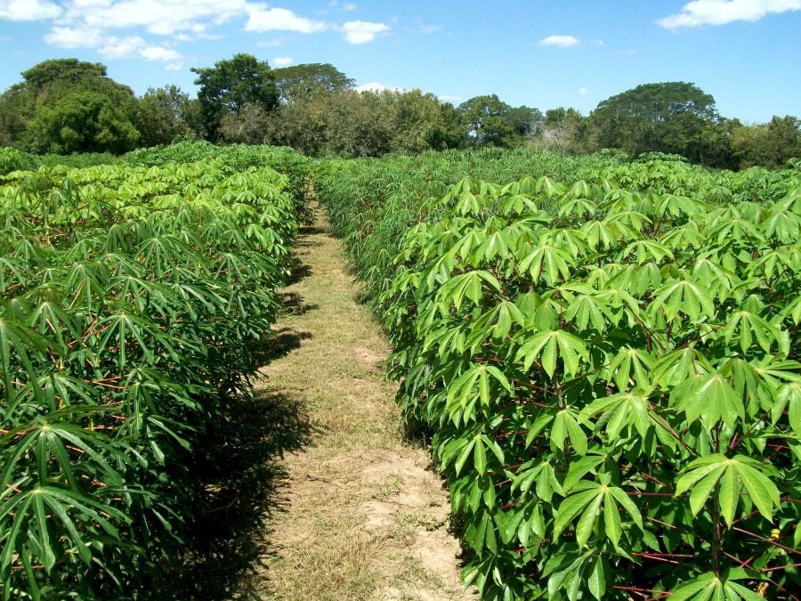 Agricultura regenerativa: Más de trescientos productores misioneros avanzan hacia sistemas más sustentables