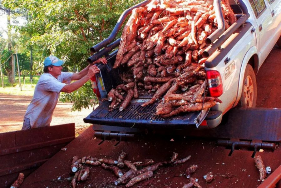 “Reducir el IVA a la fécula de mandioca es clave para sostener la producción de diez mil familias”