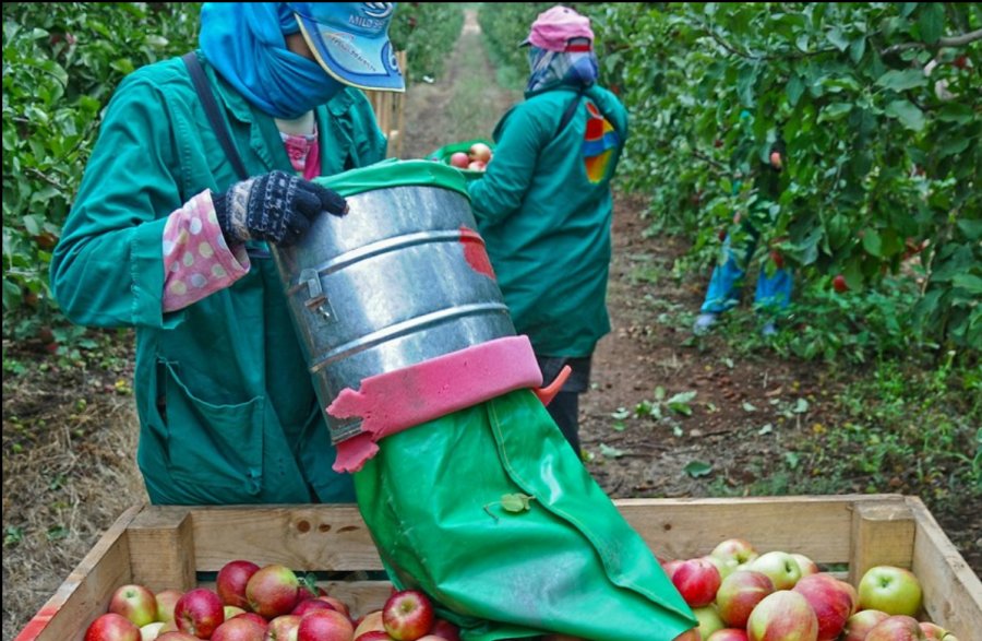Extienden la vigencia del Decreto que permite compatibilizar el trabajo rural temporario con el cobro planes sociales