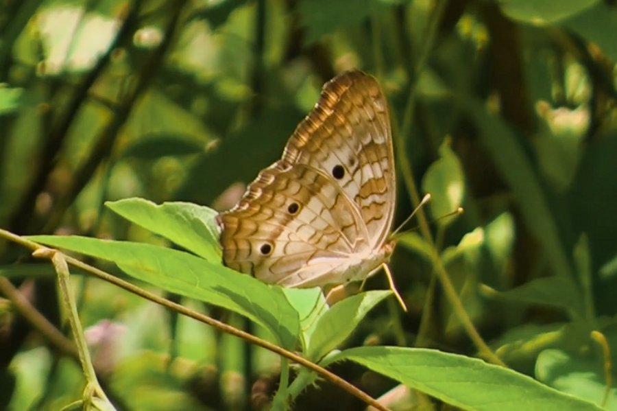 Misiones: Observación de mariposas en el Municipio de San Pedro, turismo y conciencia ambiental