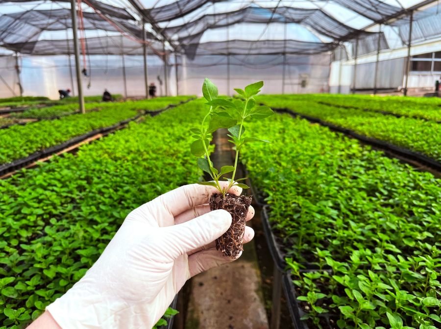Biofábrica Misiones completa la entrega de cien mil plantines de menta piperita para exportación