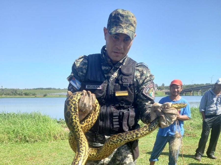 Defensa del Medio Ambiente: Salvaguardaron a una Boa Curiyú en peligro de extinción, fue devuelta a su hábitat sin mayores complicaciones