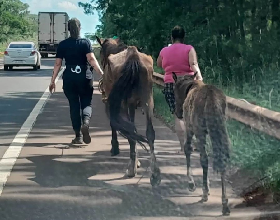 Misiones: Maltrato animal, rescataron un caballo y una yegua con su potrillo, estaban abandonados y atados a un árbol sobre la vera sobre la Ruta Nacional N° 14