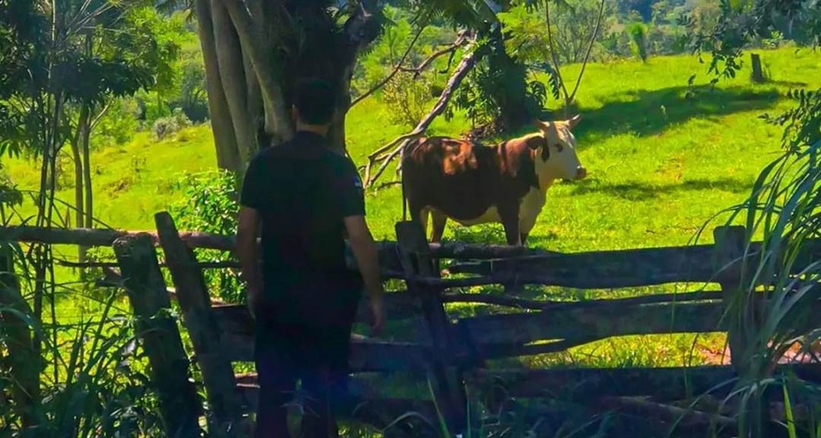 Misiones: En patrullajes rurales recuperaron una vaca que fue robada a un colono del Municipio de Gobernador López