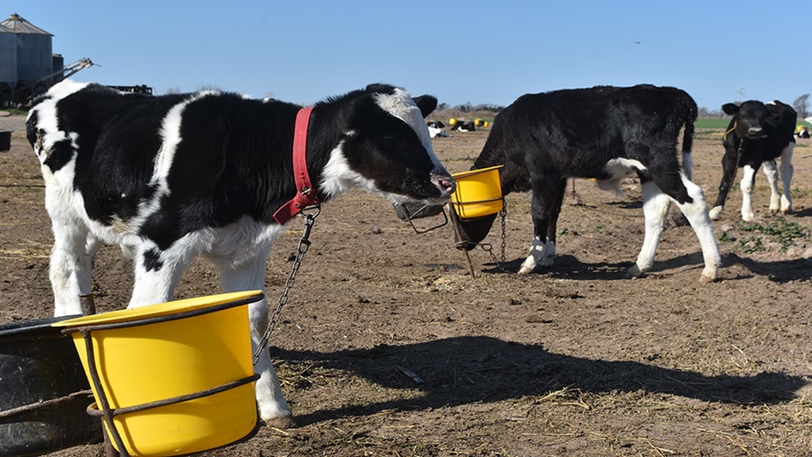 Los “siete derechos del ternero” que permiten hacer eficiente un sistema de crianza artificial
