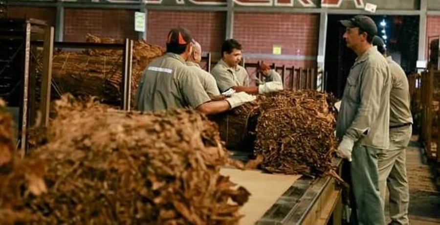 A partir del 4 de Marzo, se pagará 2.800 pesos por kilo de tabaco a productores misioneros