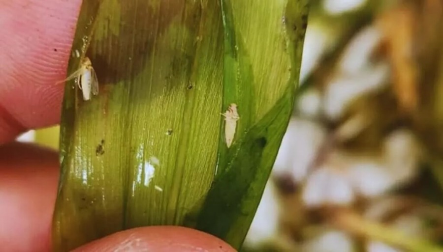 El maíz le agradece al frío: El clima extremo ayudó a reducir la temible población de la chicharrita